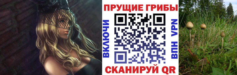 Галлюциногенные грибы Cubensis  Лесосибирск 